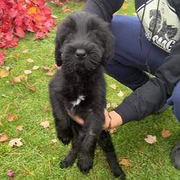 Giant Schnauzer Puppies from JAMG Schnauzers