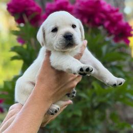 Kaia - Yellow female Labrador Retriever puppy in Cave Junction, Oregon from Serenity Labradors