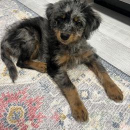 Australian Labradoodle, Bernedoodle, Cavapoo, and Poodle Puppies from Walk with Me Doodles