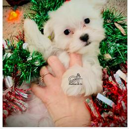 Maltese Puppies from OT Maltese & Co