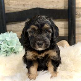 Bernedoodle and Whoodle Puppies from Genesis Family Farm