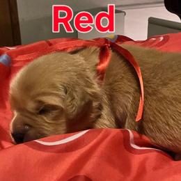 Red - Golden female Golden Retriever puppy in Taylor Ridge, Illinois from Salata Goldens