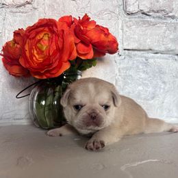 Green collar - Cream male Pug puppy in Tucson, Arizona from Furever Friends