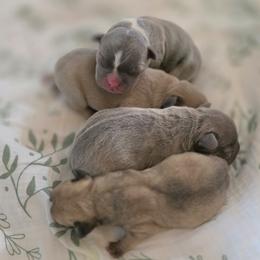 French Bulldog puppies from Belleau Wood French Bulldog Manor & Folsom's House of Blues