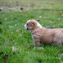 Central Asian Shepherd Dog Puppies from Guardian Dog