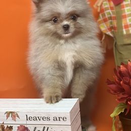 Churro - Blue merle Pomeranian puppy in Brentwood, California from Royalpawpoms