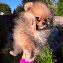 Titan - Orange sable male Pomeranian puppy in Waterloo, Indiana from Garcias Pomeranian