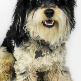 Assorted Doodle Crosses, Cavapoos, and Double Doodles from Daisy Pups