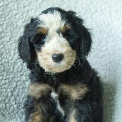 Boy 3 - male Australian Mountain Doodle puppy in Travelers Rest, South Carolina from Upstate Aussie Mountain Doodles