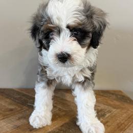Brooke - Merle female Bernedoodle puppy in Horseshoe Bend, Idaho from Over the Moon Poodles and Doodles