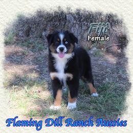 Fiji - Black tri female Miniature Australian Shepherd puppy in Forestburg, Texas from Flaming Dill Ranch Aussies