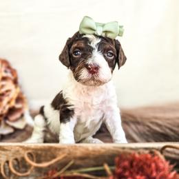 Sienna - Parti female Poodle puppy in Gaylord, Michigan from Dog Mom Co. Poodles