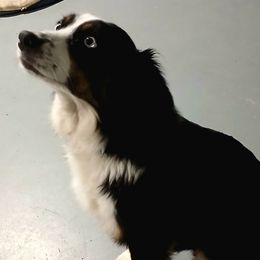 Selah - Miniature Australian Shepherd