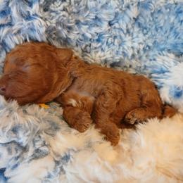 Prince Charming - Red  male Poodle puppy in Blanch, North Carolina from Faithful Hearts Kennel
