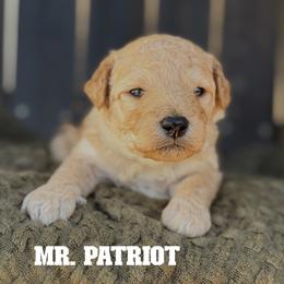 Mr. Patriot - Apricot male Goldendoodle puppy in Sacramento, California from Dandy Doodles Goldendoodles