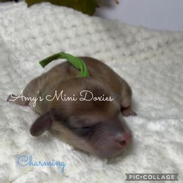 Charming - Red male Dachshund puppy in Jena, Louisiana from Amy’s Mini Doxies