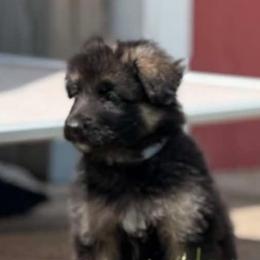 Boy green collar - Black and tan male German Shepherd puppy in Union Grove, Wisconsin from Playmate Kennels and Stables