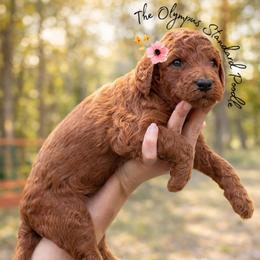 Rioja - Red  female Poodle puppy in Spring Hills, Florida from The Olympus Standard Poodle