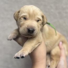 Labrador Retriever Puppies from Kounty Line Kennel LLC