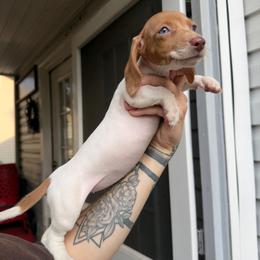 Rain - Red female Dachshund puppy in Augusta, Georgia from Cherokee Hill Dachshunds