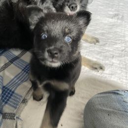 Pomsky Puppies from Michelle's Pomskies