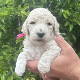 Lions  mane - Cream male Poodle puppy in Arroyo Grande, California from Ever So Clever Poodles