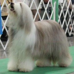 Bearded Collie All Grown Up from Wagmoor Bearded Collies