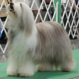 Bearded Collie All Grown Up from Wagmoor Bearded Collies