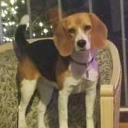 Penny - Beagle