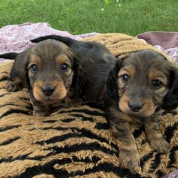 Dachshund Puppies from Hidden Haven Dachshunds