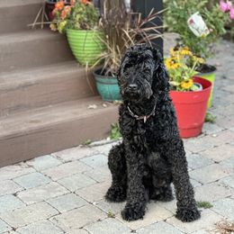Goldendoodles from Milligan Valley Goldens & Doodles