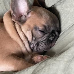 French Bulldog Puppies from Queenbeebullies