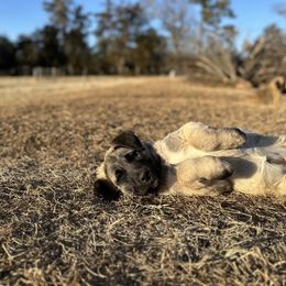 Anatolian Shepherd Dog and Havanese Puppies from Home with Havanese