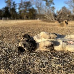 Anatolian Shepherd Dog and Havanese Puppies from Home with Havanese