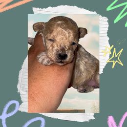 Rain - Parti female Poodle puppy in Winston Salem, North Carolina from Bewitching Kennels