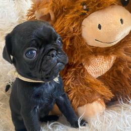 PUGSLEY  Yellow boy 3 - Black male Pug puppy in Onalaska, Washington from Cupid’s Pugs