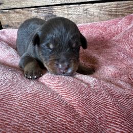 Boy 1 - Snickers - Red tri-color male Australian Shepherd puppy in Duluth, Minnesota from Frozen Nort Aussies