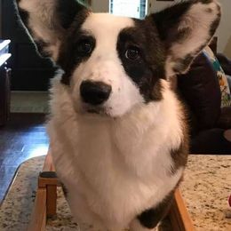 Cardigan Welsh Corgi Puppies from Stornoway Cardigan Welsh Corgis