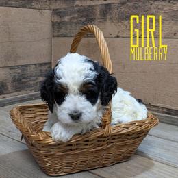 Mulberry - Black and white female Bernedoodle puppy in Cambridge, Minnesota from Country Meadow Doodles