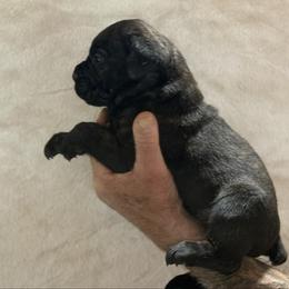 Black no collar - Black brindle male Cane Corso puppy in Paris, Texas from Knucklehead Cane Corso