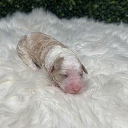 Island - Brown and white female Sheepadoodle puppy in Los Angeles, California from Exquisite Doodles