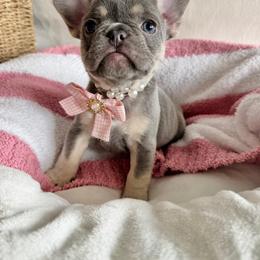 French Bulldog puppies from KM French Bulldogs