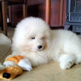 Samoyed Puppies from Mountain Laurel Samoyeds
