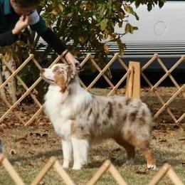 Draco - Australian Shepherd