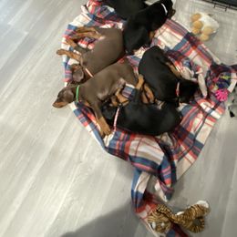 Doberman Pinscher Puppies from Jensen Dobermans