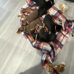 Doberman Pinscher Puppies from Jensen Dobermans