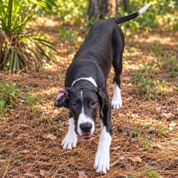 Ember - Mantle female Great Dane puppy in Brooksville, Florida from Follow My Lead Great Danes