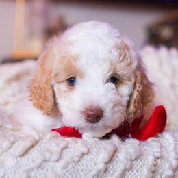Alice - female Aussiedoodle puppy in Redding, California from Farmstead Doodles