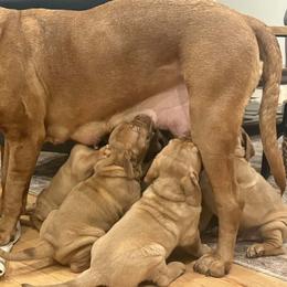 Dogue de Bordeaux puppies from HOT DIGGITY DDB