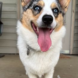 American Corgis, Companion Crosses, and Deutsch-Drahthaars from Brave Country Kennels